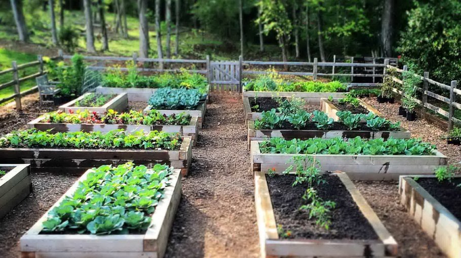 Декоративные грядки на даче