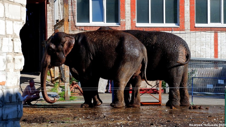 Копенгагенский зоопарк дом слонов