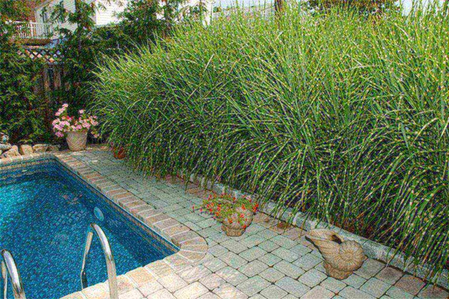 Живая изгородь вокруг бассейна