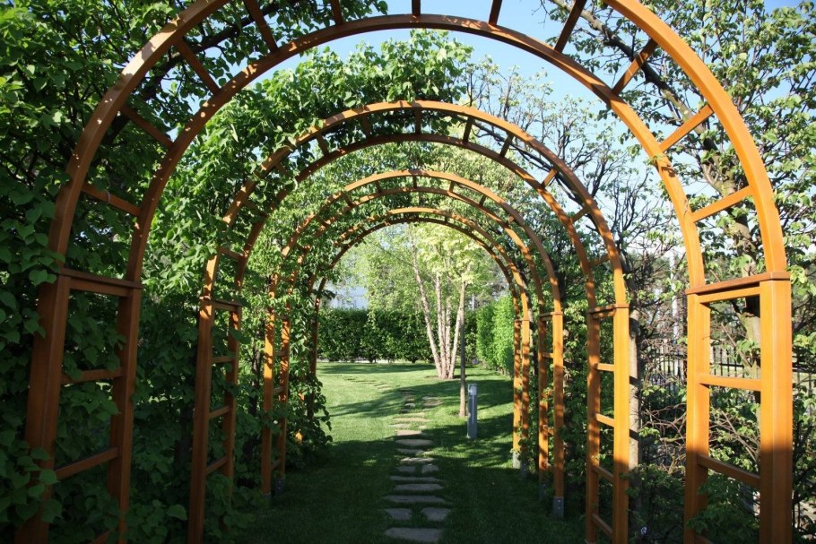 Клематис Жакмана на арке