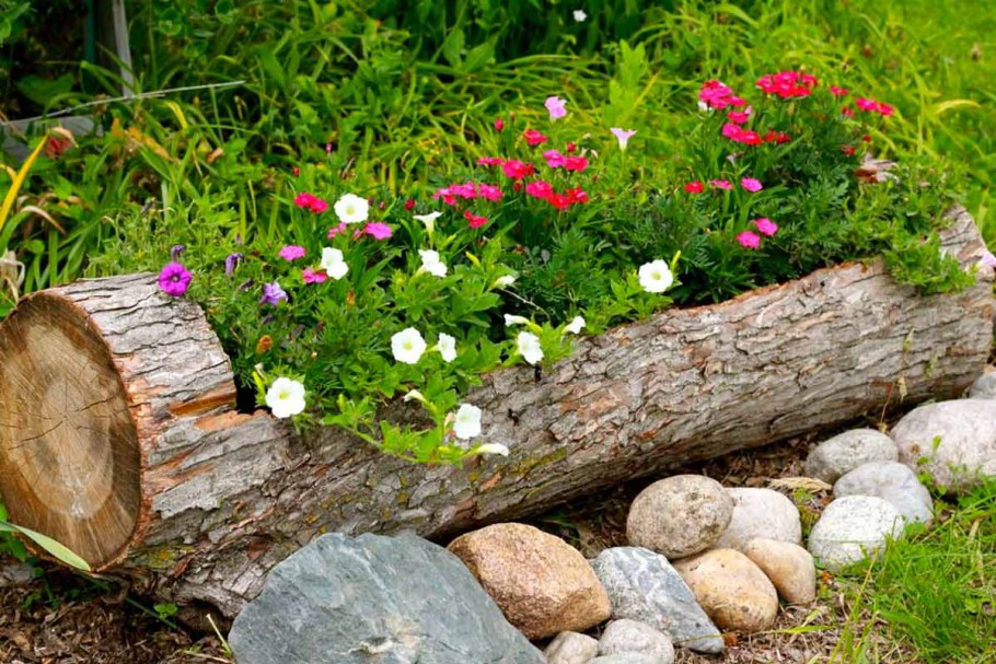 Космея Бабушкин палисадник