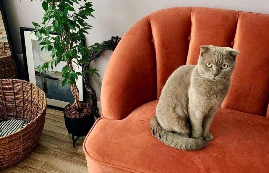 Флок мебельный Антикоготь