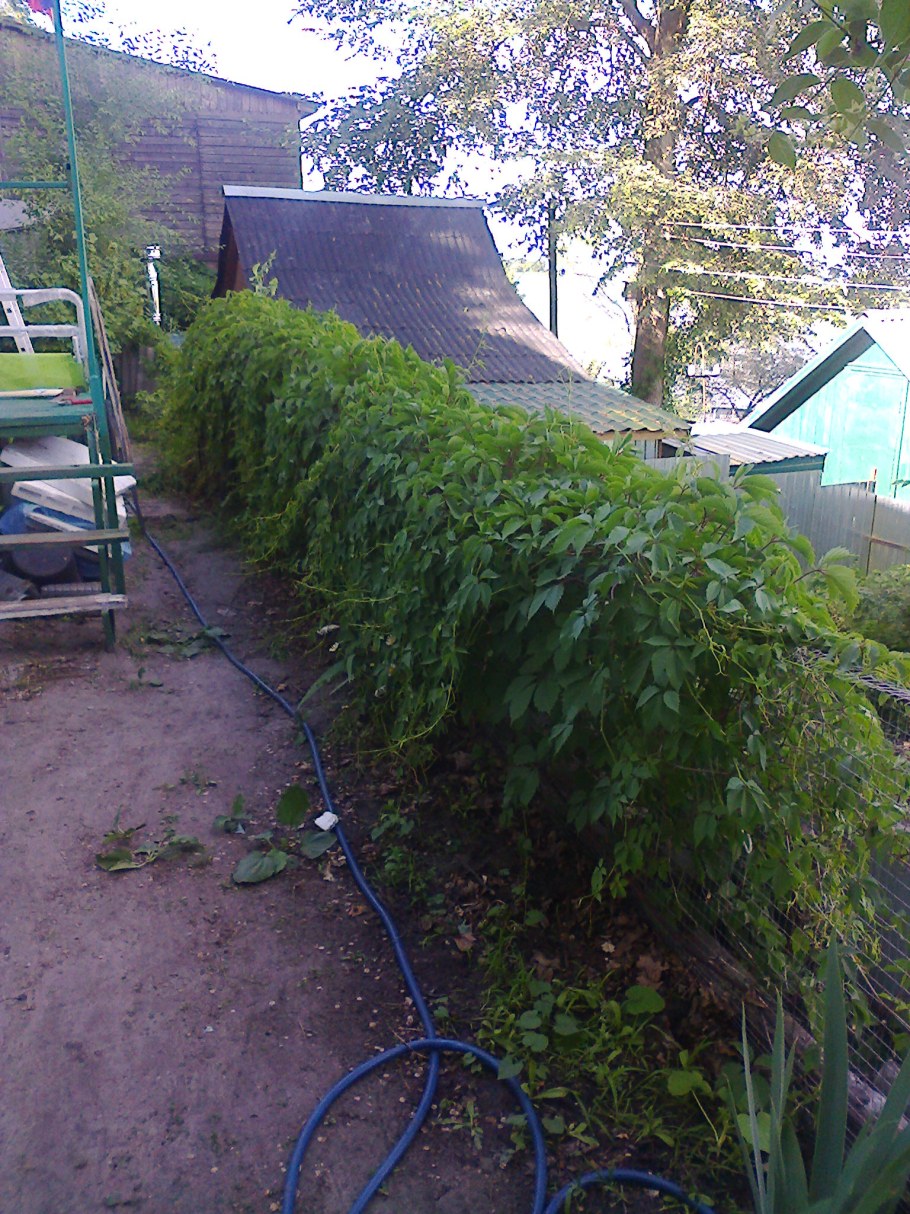 Дачи свежие объявления