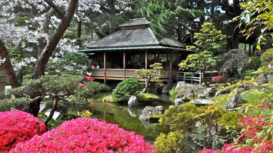 Киото цветение Сакуры