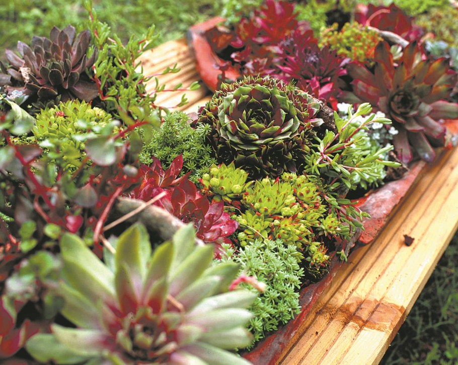 Молодило каменная роза на клумбе