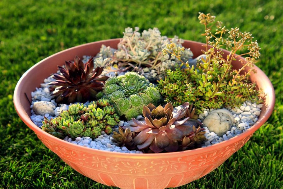 Суккуленты в бревне