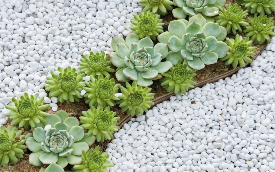 Фитодизайн рутарий