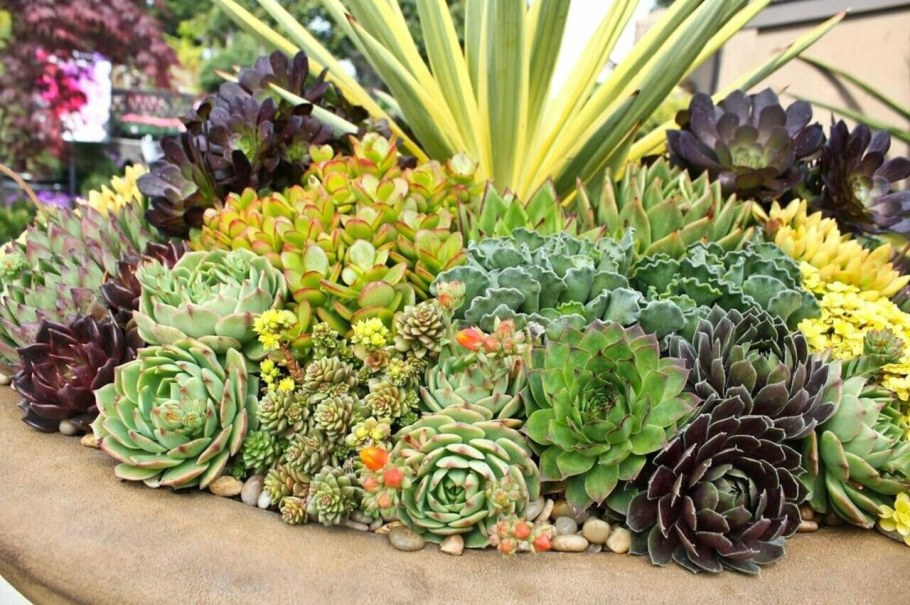 Альпийская живучка Sempervivum