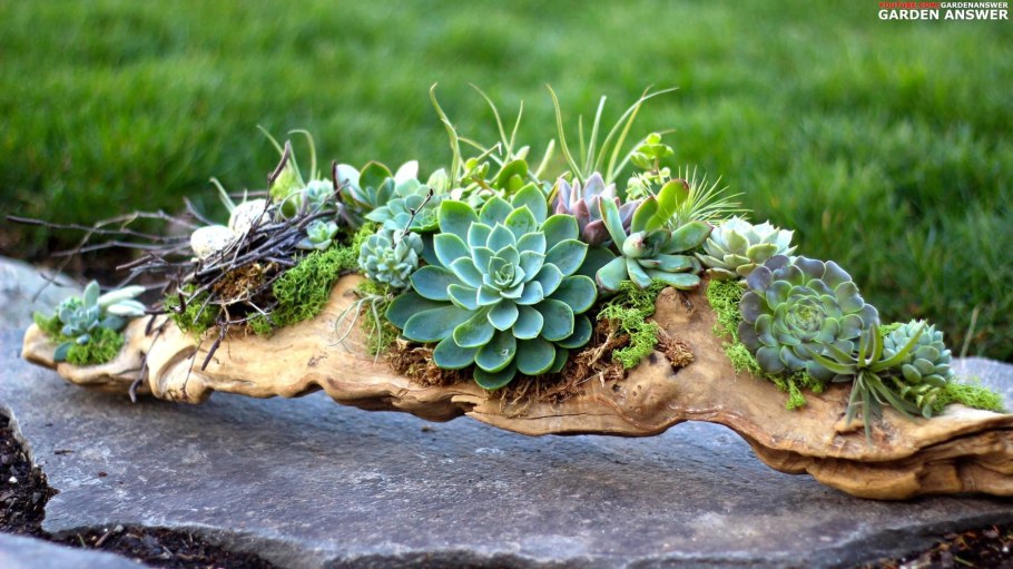 Камнеломка молодило