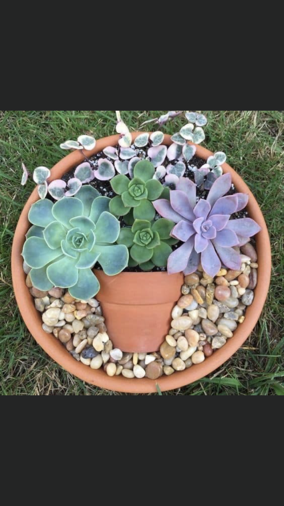 Семена седум каменная роза