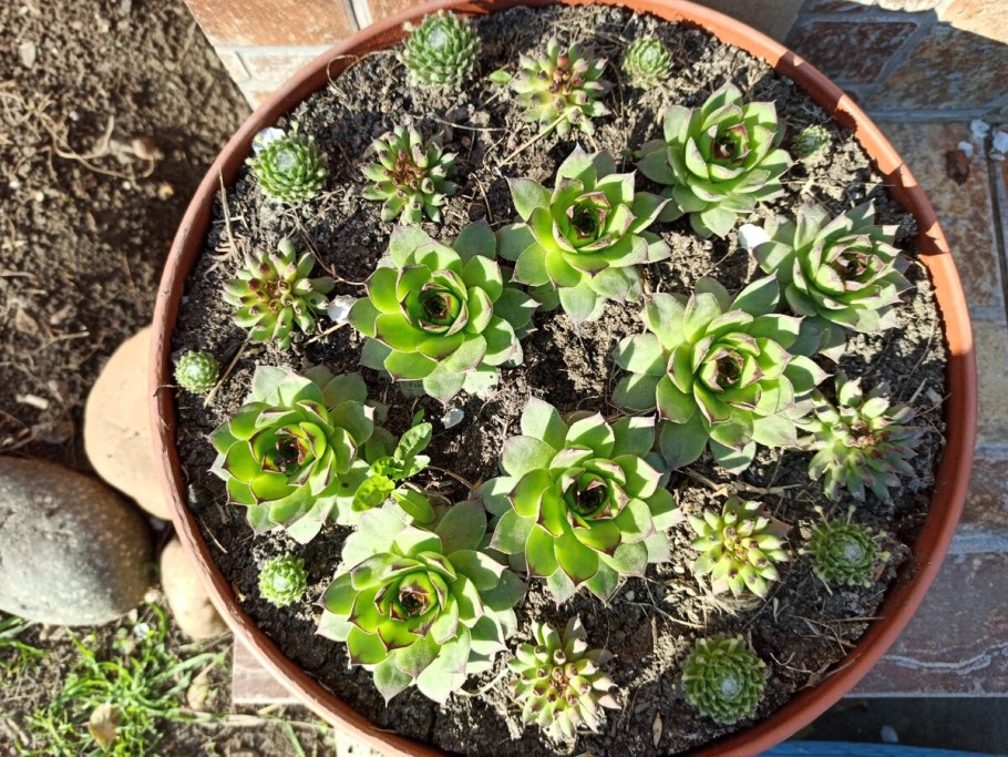Рокарий с суккулентами