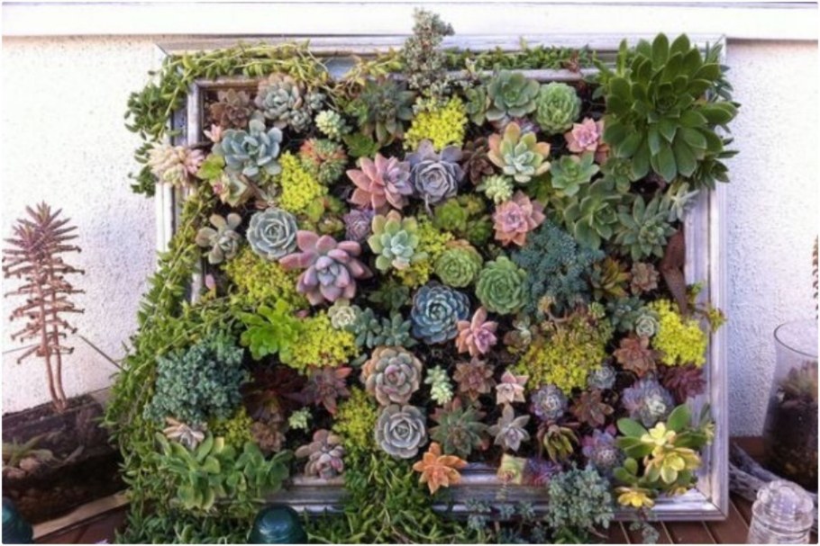 Грин молодило