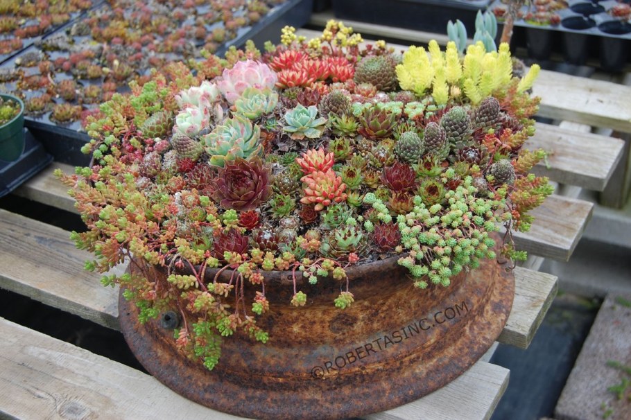 Молодило, «каменная роза» (Sempervivum)