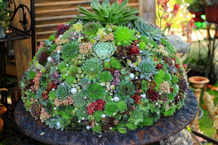 Суккуленты молодило малахит