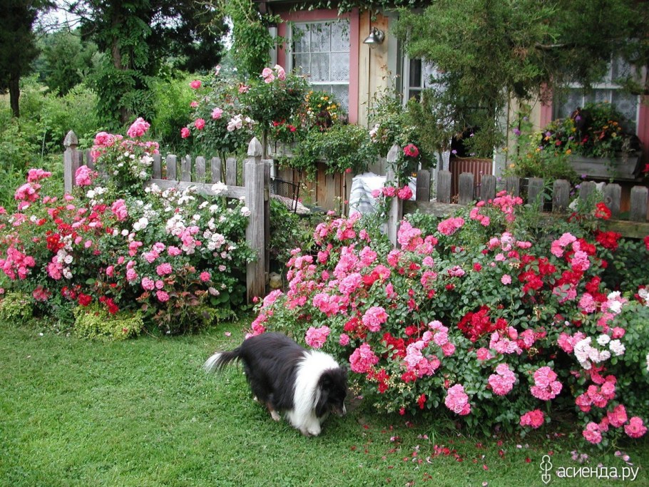Почвопокровная роза в ландшафтном