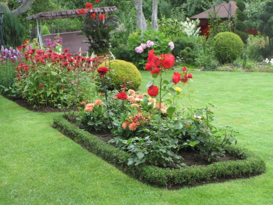 Почвопокровные многолетники каменная роза