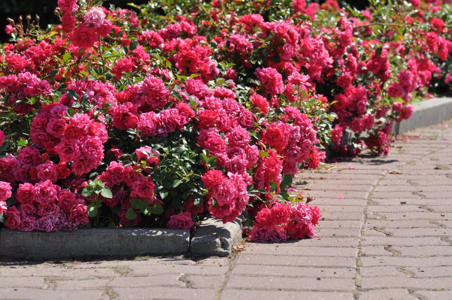 Террасированный рокарий