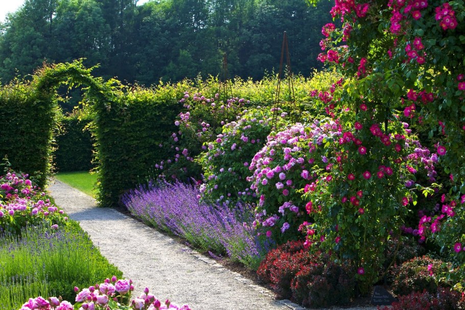 Роза на штамбе в ландшафтном