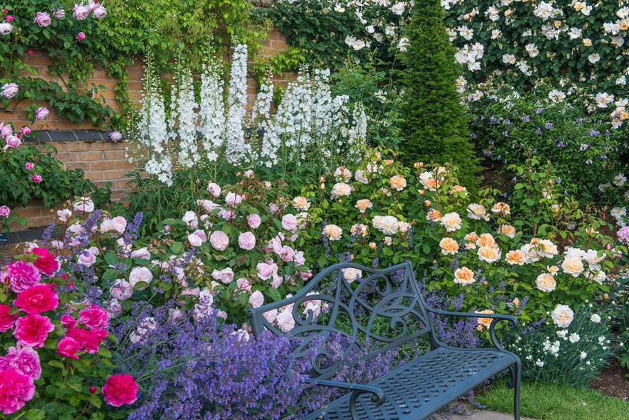 Котовник Фассена с розами