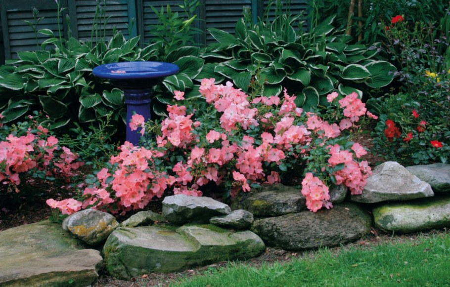 Почвопокровные розы бордюрные