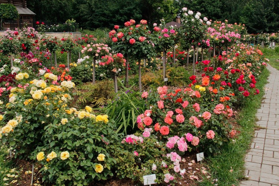 Роза плетистая Роуз Гарден