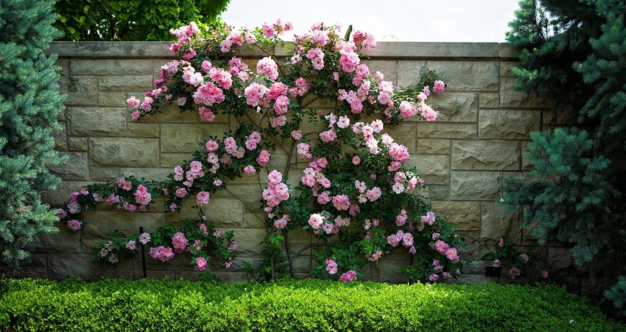 Роза Розария Югторсан