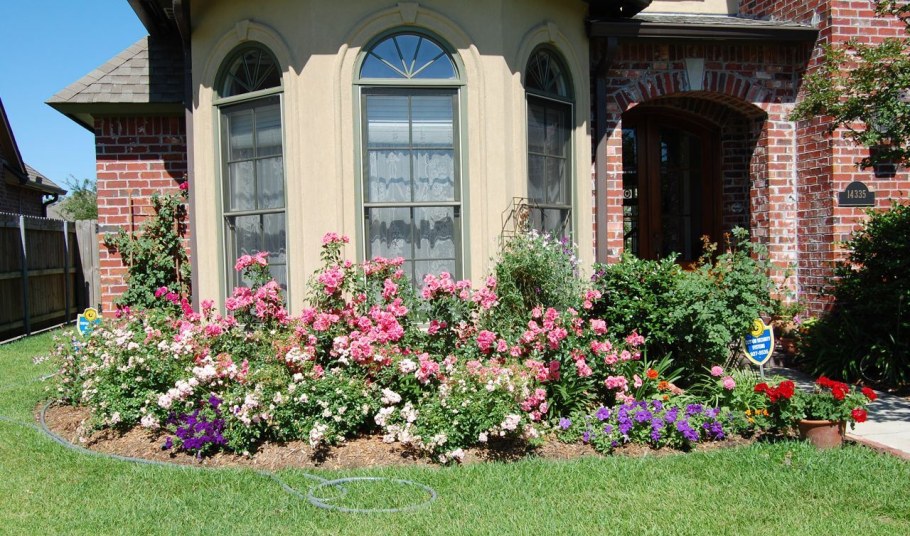 Роза плетистая Роуз Гарден