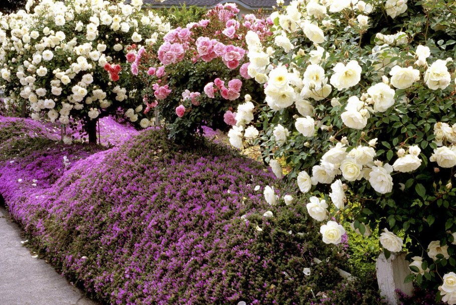 Розарий со спиреей