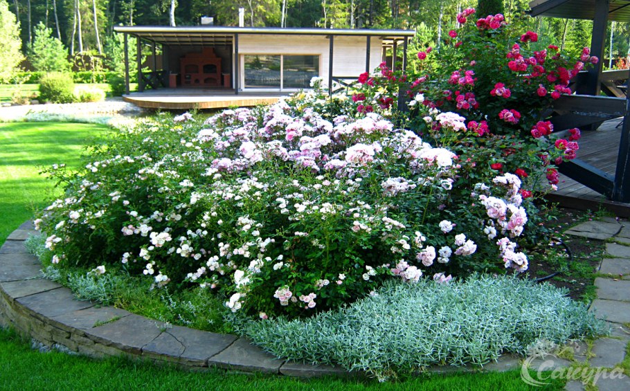 Роза Розария Югторсан