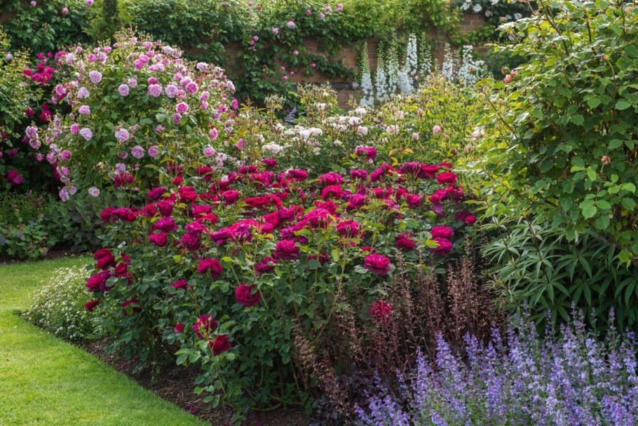 Партерный розарий