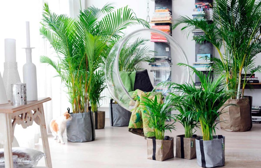 Замиокулькас фитодизайн