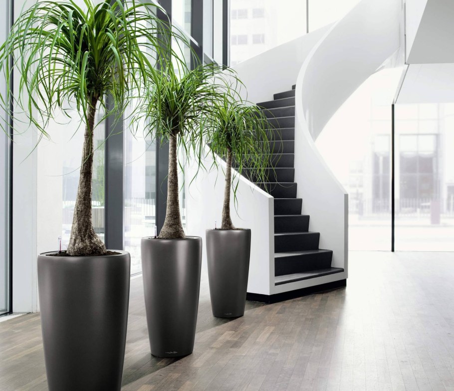 Нолина Лечуза