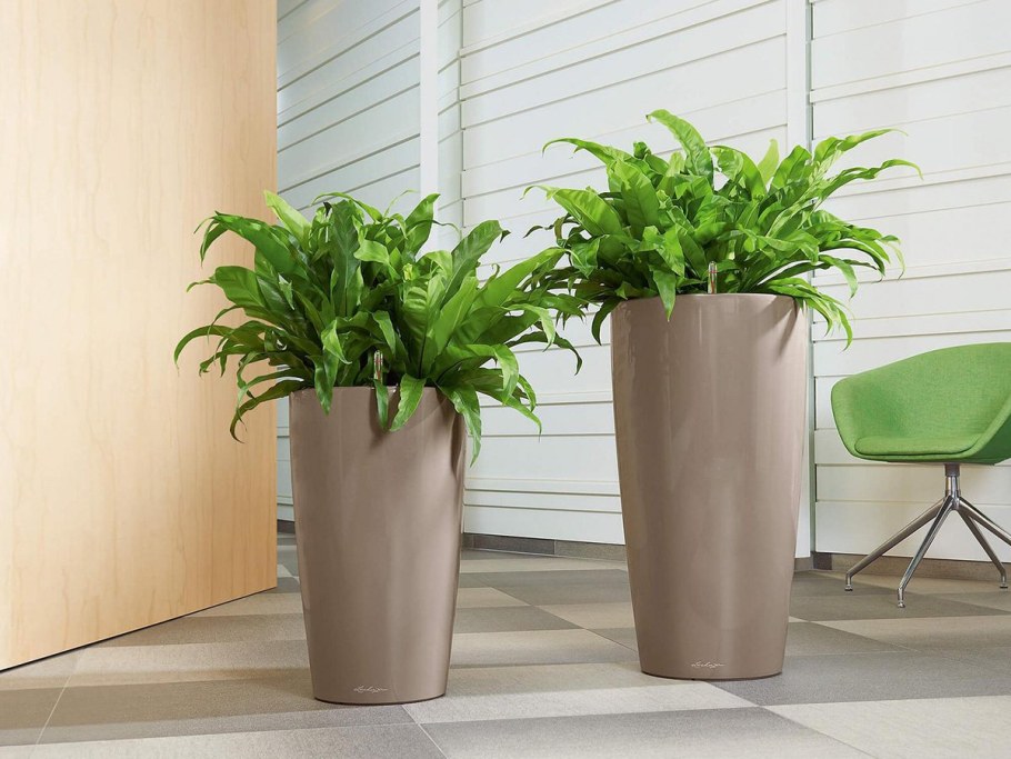 Монстера Борситжиана