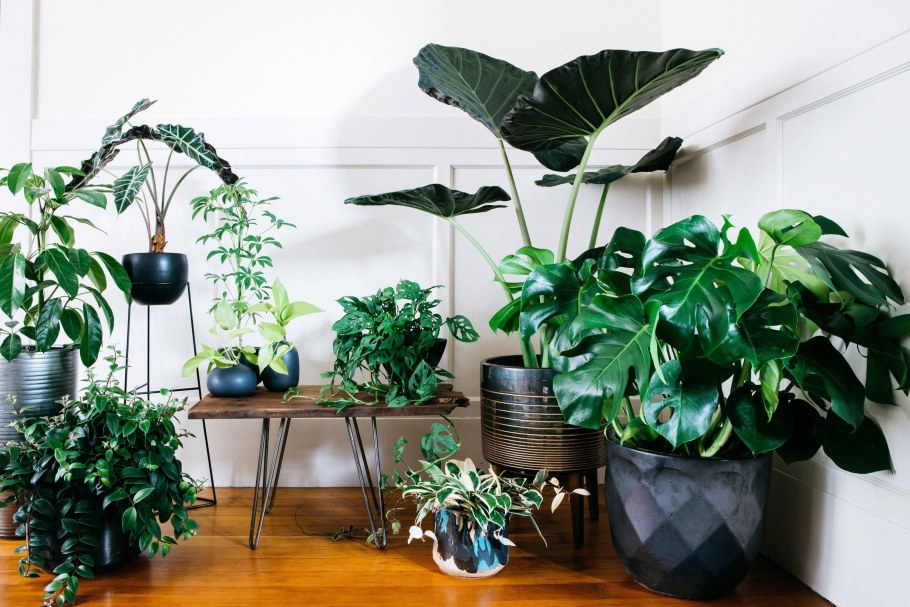 Растение houseplants d8 h35