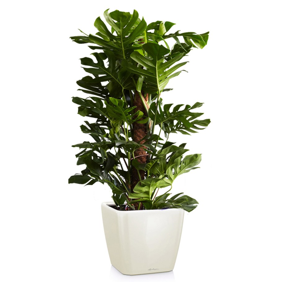 Persillade Персилладе