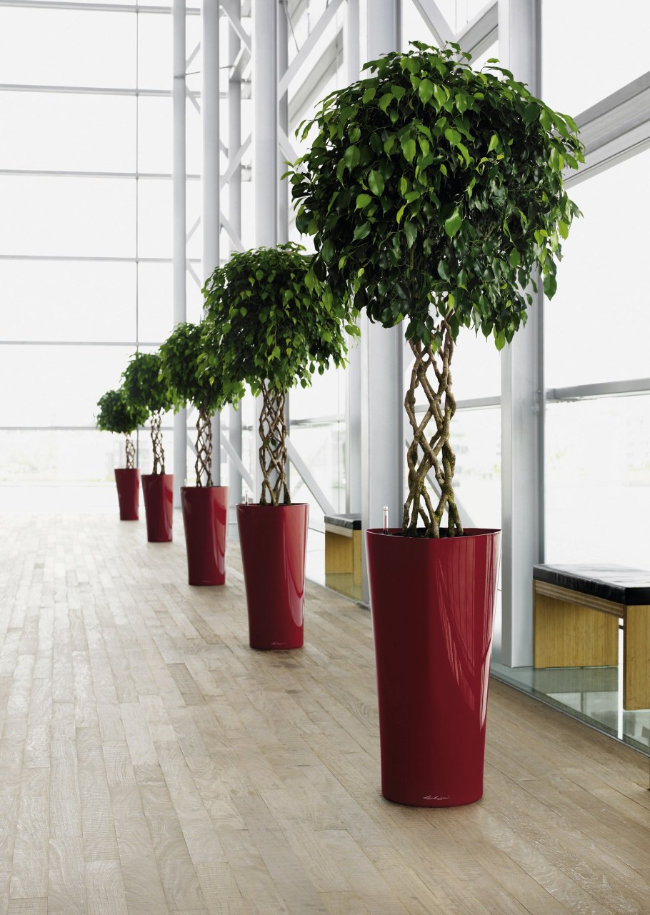 Ховея Howea forsteriana