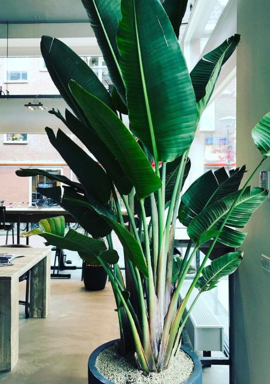 Фикус Бенджамина каучуконосный