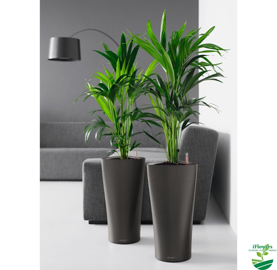 Растения в интерьере