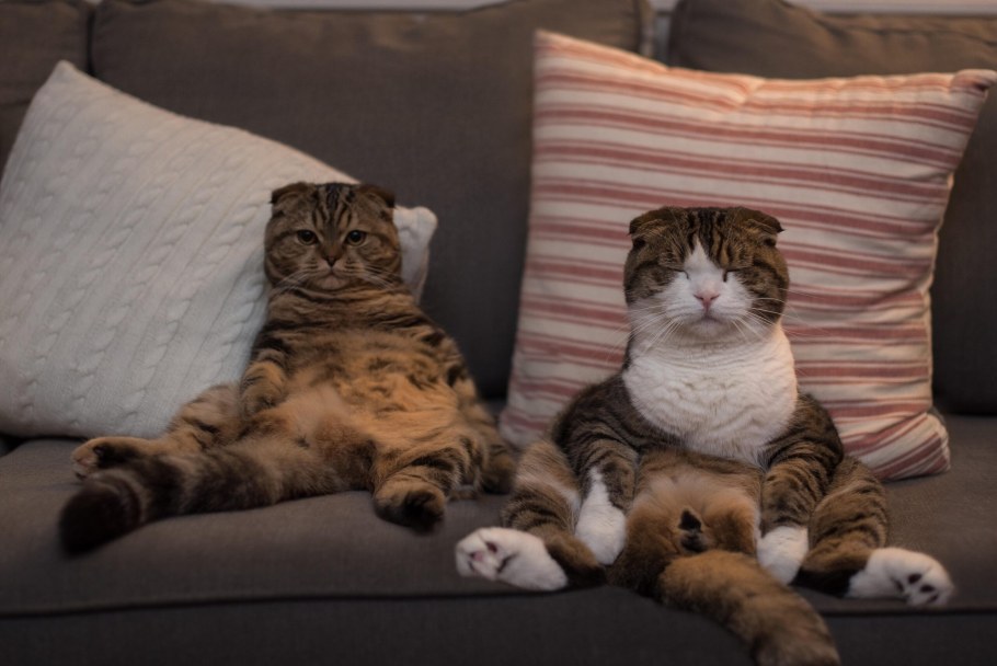 Диван кошка