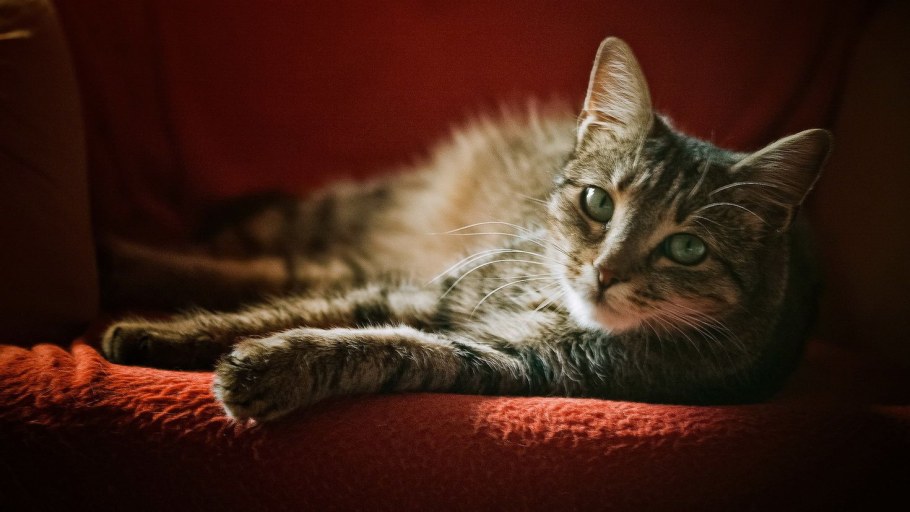 Черно белый кот на диване