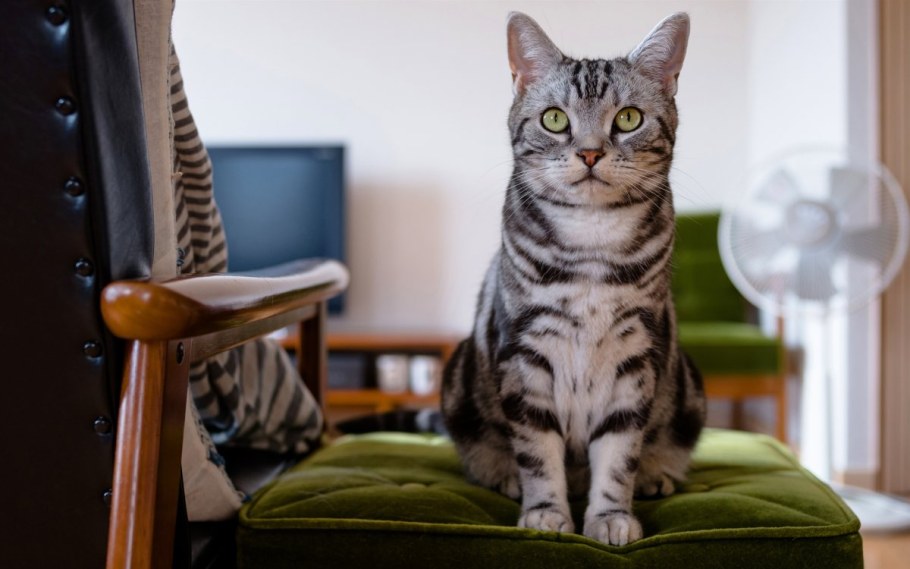 Кот лежит на диване