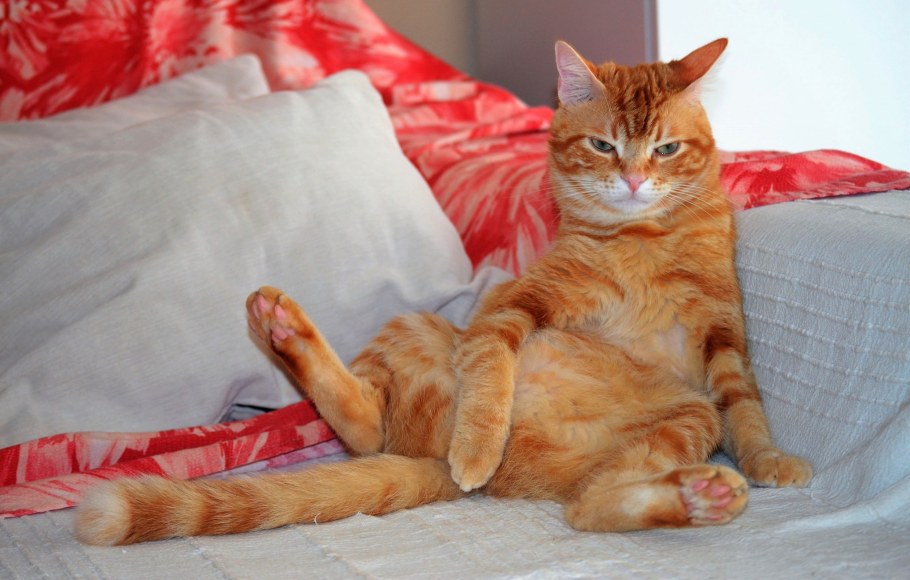 Толстый ленивый кот