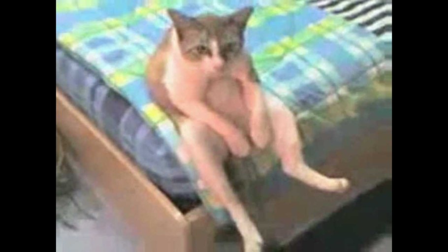 Кот спит на человеке