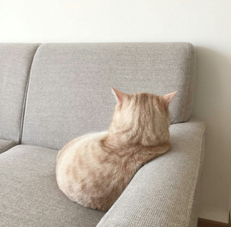 Диван кошка