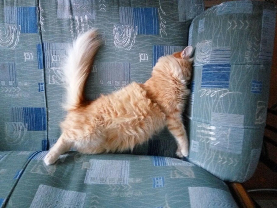 Уютный котик иллюстрация