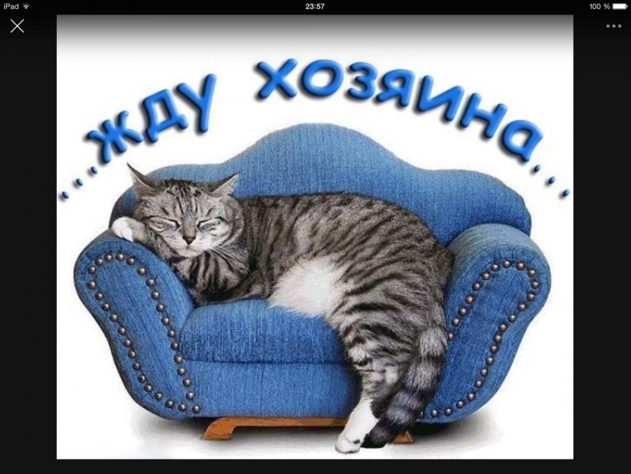 Коты и хозяева