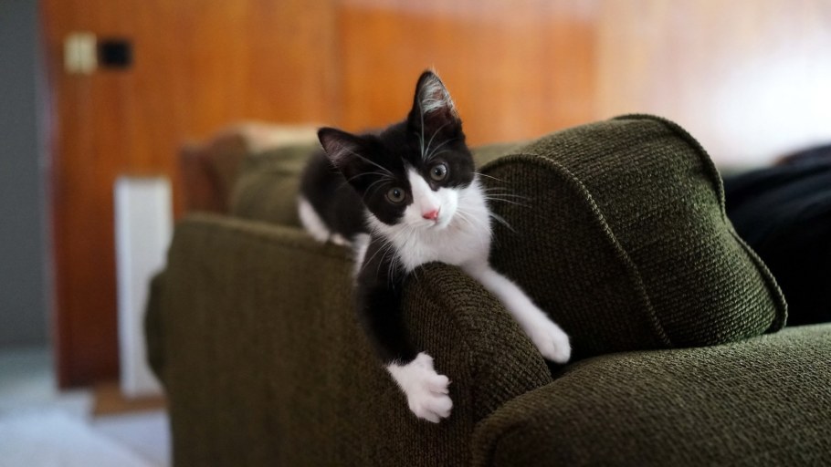 Сонный кот сидит