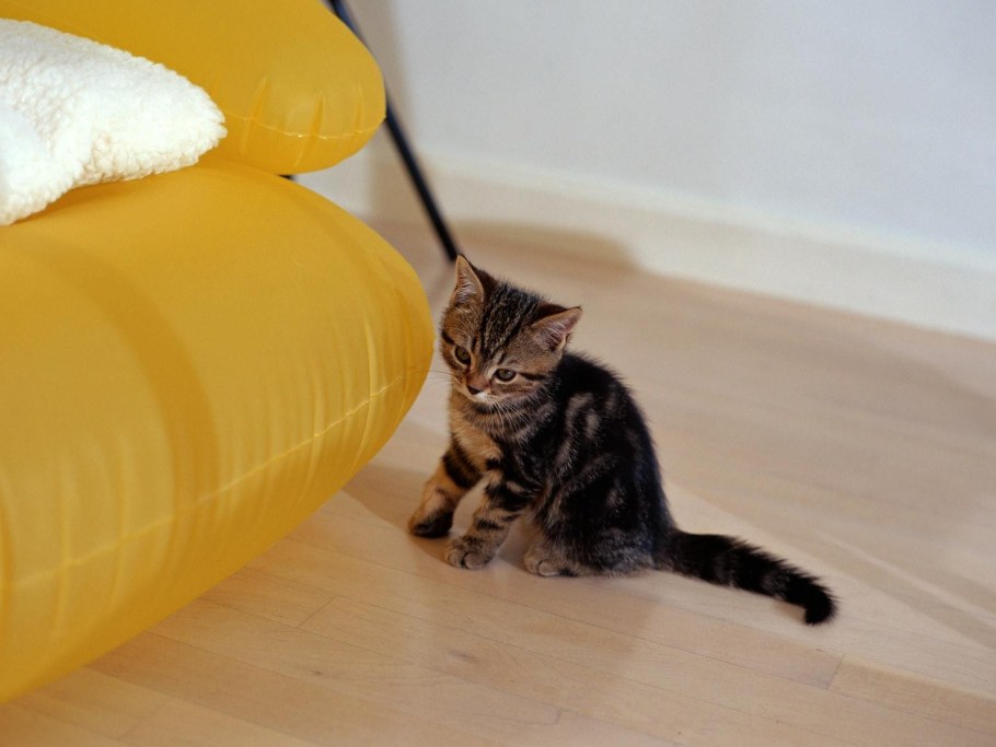 Комната для кошек