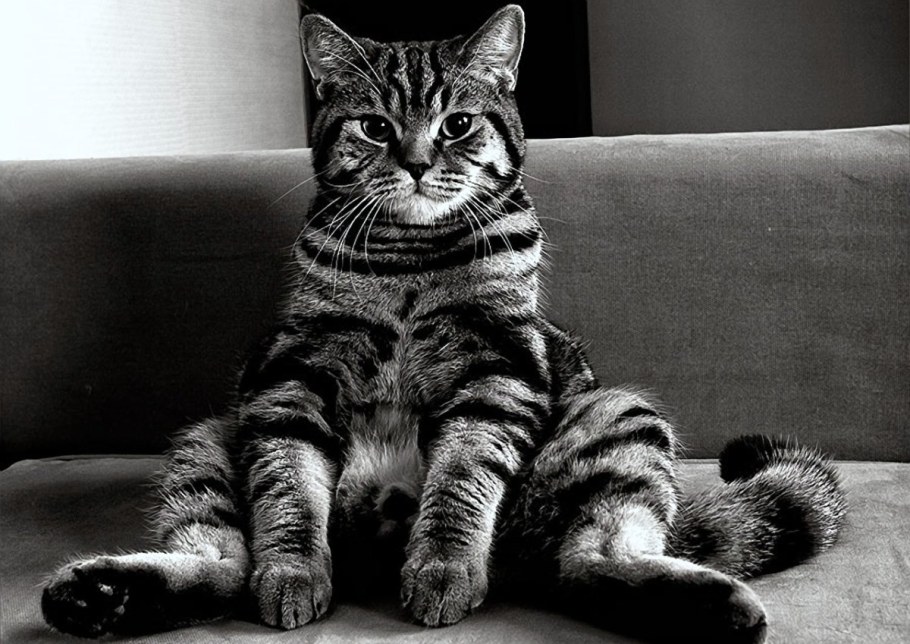 Кот обиделся