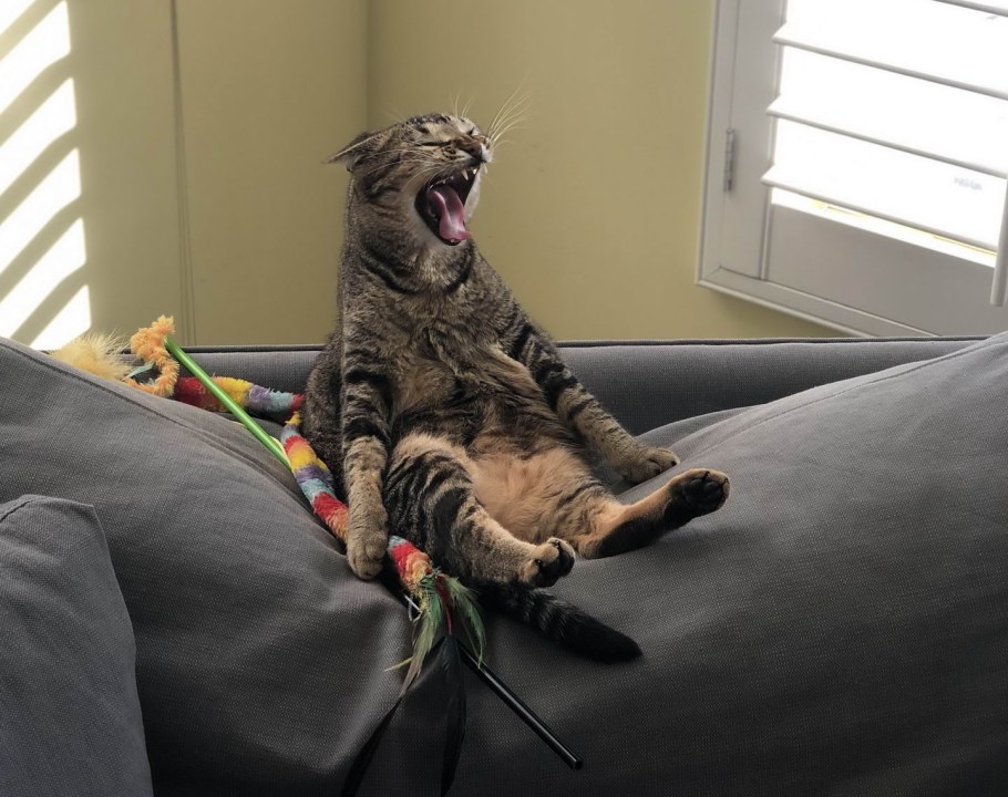 Кошка в интерьере